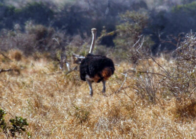 Ostrich - Orpen Gate, Kruger National Park, South Africa