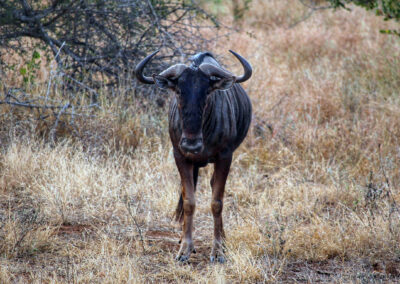 Wildebeest - Orpen Gate, Kruger National Park, South Africa