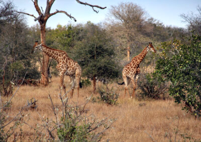 Giraffes - Orpen Gate, Kruger National Park, South Africa