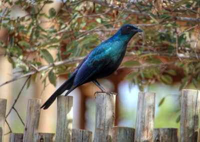 Bird - Orpen Gate, Kruger National Park, South Africa