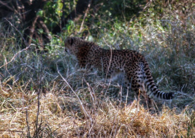 Cheetah - Orpen Gate, Kruger National Park, South Africa