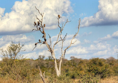 Vultures on a tree - Orpen Gate, Kruger National Park, South Africa