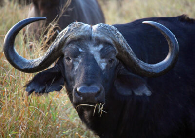 Buffalo - Orpen Gate, Kruger National Park, South Africa