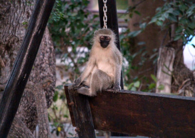 Monkey - Tremisana Safari Lodge, Greater Kruger National Park, South Africa