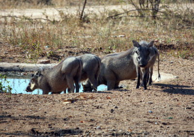 Warthogs - Tremisana Safari Lodge, Greater Kruger National Park, South Africa