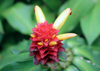 Botanic Gardens, Singapore