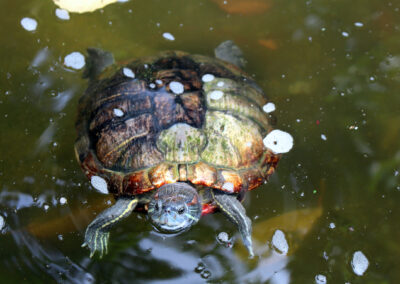 Turtle - Botanic Gardens, Singapore