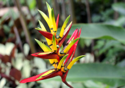 Botanic Gardens, Singapore